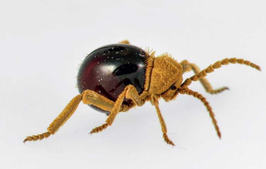 Mezium affine: America's Tiny Spider-Mimicking Beetle