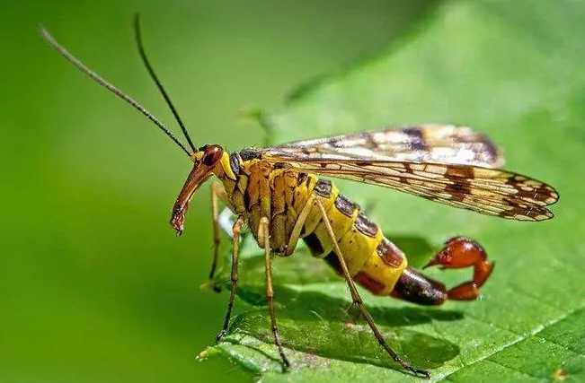 Scorpionflies: The Insects with a Deceptive 'Scorpion Tail'