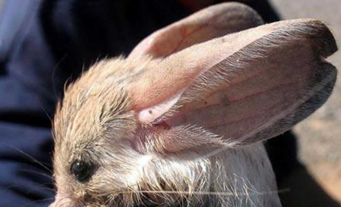 The Long-Eared Jerboa: A Desert Dweller with Ears Larger Than Its Body
