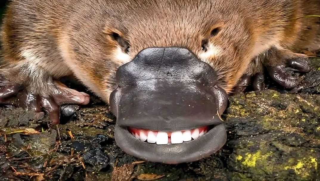 The Platypus: Australia’s Bizarre Patchwork of Evolutionary Oddities