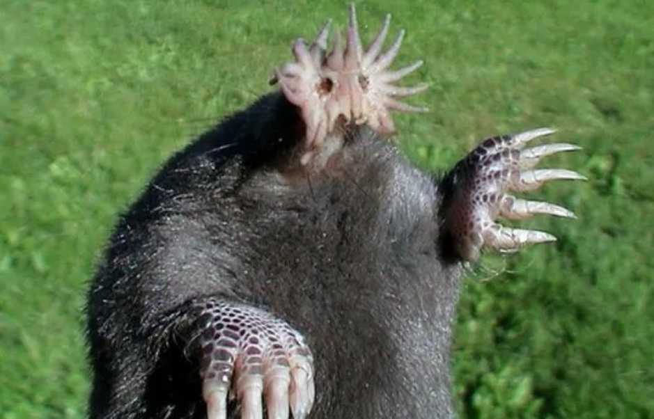 The Star-Nosed Mole: Nature’s Most Extraordinary Nose in North America